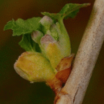 herbiolys