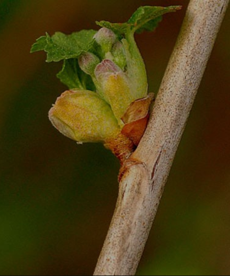 herbiolys herbiolys